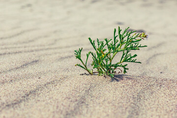 Rukwiel nadmorska, dziobak nadmorski Cakile maritima, zielona roślina rosnąca na wydmach plaży Bałtyku