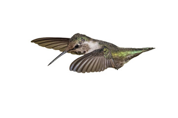Costa's Hummingbird (Calypte costae) Photo,  in Flight on a Transparent Background