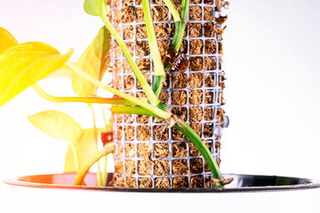 pole for plants, a houseplant on a moss pillar against