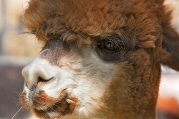 Alpacas near Montrose, Colorado