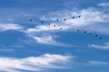 Canada geese migrating South frm Lake Champlain in Vermont.