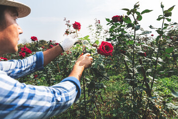 an Asian farmer is pruning a rose that has already bloomed in a rose garden. to people and flower...