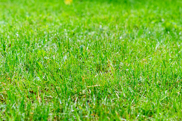  lawn after rain, green short-mowed lawn after rain