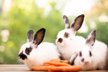 Cute little brown furry rabbit sitting on wooden flooring looking away