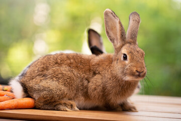 Fototapeta premium Cute little brown furry rabbit sitting on wooden flooring looking away