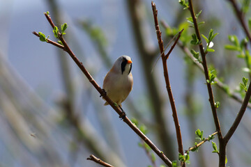standing on reeds Panurus biarmicus
