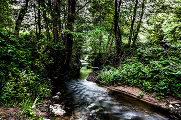 Forest stream. creek flowing through the woods.