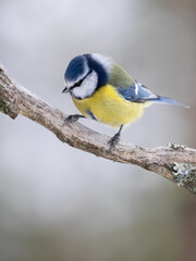 Blue tit