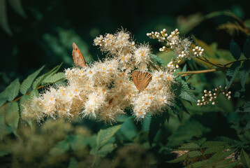 Two butterflies sitting on a blooming bush (Coenonympha hero)