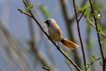 standing on reeds Panurus biarmicus
