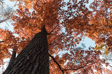 Tree crown view from the bottom of the tree, autumn leaves.