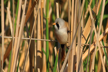 standing on reeds Panurus biarmicus
