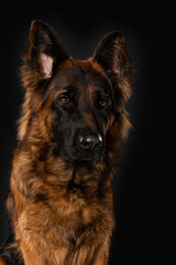 German shepherd dog on black background