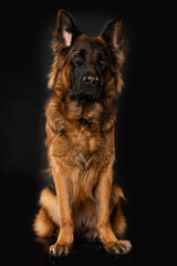 German shepherd dog on black background