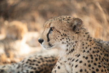 Portrait of a cheetah in South Africa