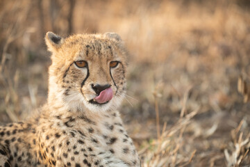 Portrait of a cheetah in South Africa
