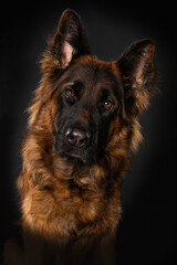 German shepherd dog on black background