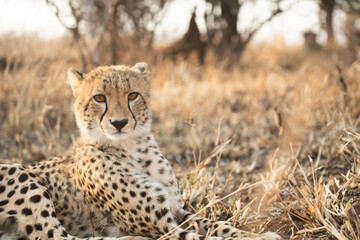 Portrait of a cheetah in South Africa
