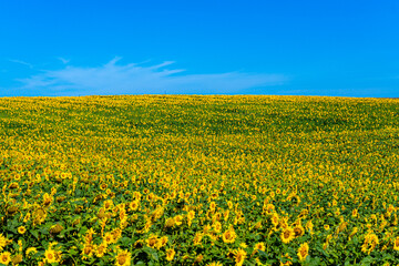 Obraz premium Beautiful blooming sunflowers field in farming field