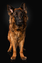 German shepherd dog on black background
