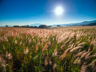 Sugar cane field during blossoming season in a sunny day