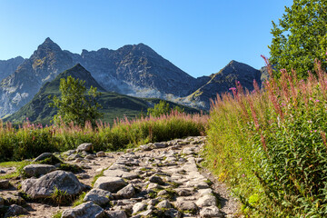 Panorama górska, Hala Gąsienicowa   Tatry Zakopane
wierzbówka kiprzyca,