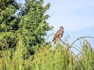 Buzzard perched in a tree with blue sky in the background