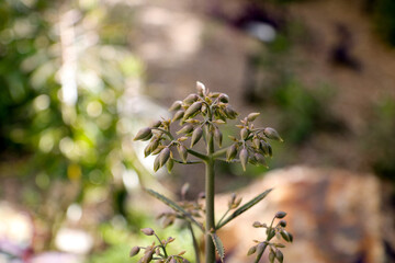 Alligator Plant Flower Buds; close up
