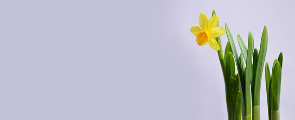 Banner. Daffodil flowers. Selective focus. Easter background