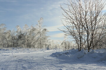 Trees after a freezing rain against a blue winter sky