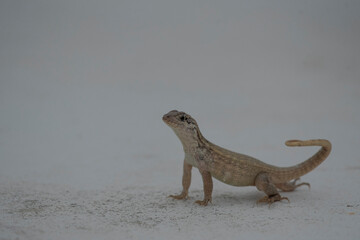 Northern Curlytail Lizard