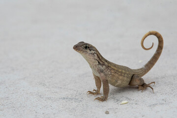Northern Curlytail Lizard