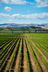 Fototapeta na wymiar Weinanbau mit Hügeln, blauem Himmel und Wolken. Symmetrie der grünen Weinstöcke.