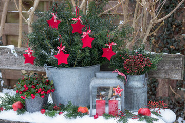 Weihnachts-Gartendekoration mit Eibenzweigen im Zinkeimer, Scheinbeere  und roten Kerzen 