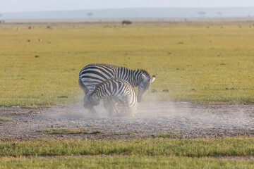 Obraz na płótnie Canvas fighting zebras