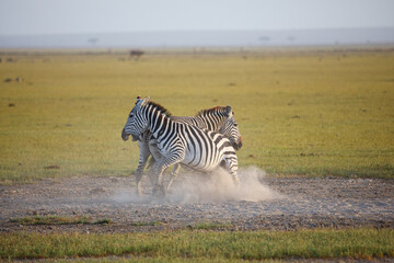 Naklejka premium fighting zebras