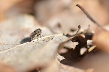 Fliege