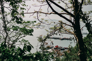birds on the tree