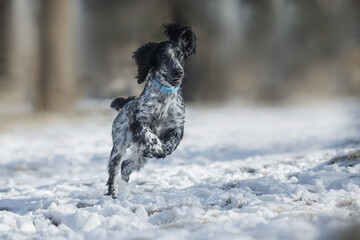 dog puppy Russian hunting spaniel in winter