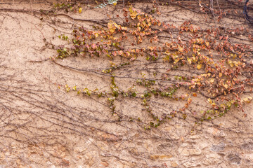 Formas de enredaderas