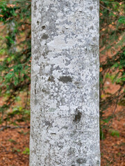 Close up detail with a tree trunk in the forest. Abstract photography
