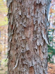 Close up detail with a tree trunk in the forest. Abstract photography