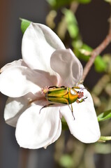 Eudicella hornimani weibchen