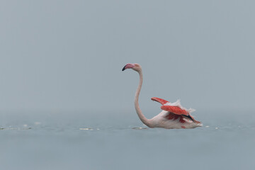Greater Flamingo ready to takeoff at Asker coast in the morning, Bahrain