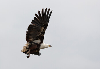 Obraz premium A Fish Eagle in flight, Masai Mara, Kenya