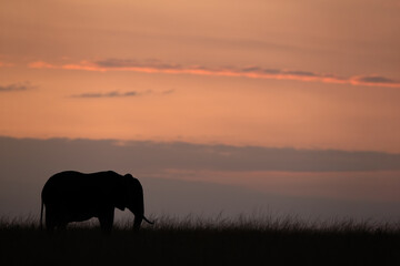 Naklejka na ściany i meble Silhouette of African elephant during beautiful sunset hue, Masai Mara, Kenya