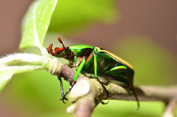 Rosenkäfer Männchen