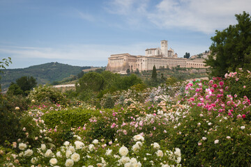 Fototapeta na wymiar View of the famous Basilica of Saint Francis in Assisi with fresh roses in the background during spring day of may, Umbria, Italy