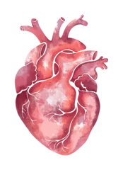 Handgezeichnetes anatomisches Herz aus Wasserfarben in sanften Rosa- und Grüntönen. © DaisyArt