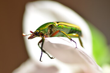 Eudicella hornimani weibchen